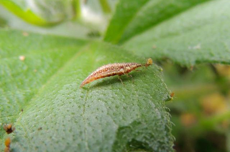 Uso de bioinsumos se contrapõe à maciça liberação de agrotóxicos, diz Jaques Wagner