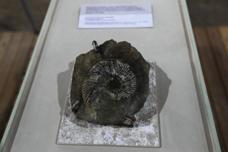 Mostra na UNB exibe fósseis de mais de 90 milhões de anos