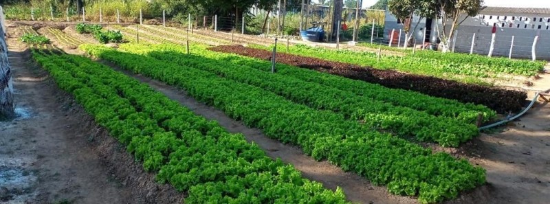 Mais de 22 toneladas de alimentos produzidos em unidades prisionais mineiras foram doados em 2022