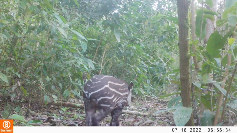 Cresce população de antas na natureza, no estado do Rio de Janeiro