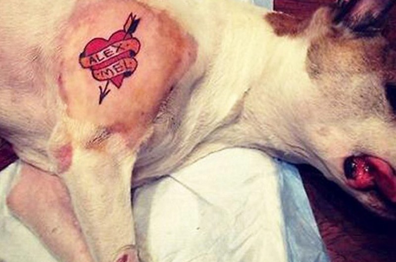Proibição de tatuagem em pets avança na Comissão de Meio Ambiente