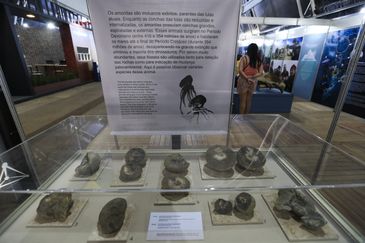 Exposição “Quando nem tudo era gelo – Novas descobertas no Continente Antártico”, uma das iniciativas do Conselho Nacional de Desenvolvimento Científico e Tecnológico na Reunião Anual da Sociedade Brasileira Para o Progresso da Ciência (SBPC). -Valter Campanato/Agência Brasil